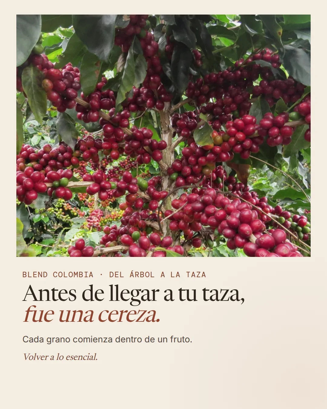 Cerezas de café maduras en el árbol antes de llegar a la taza