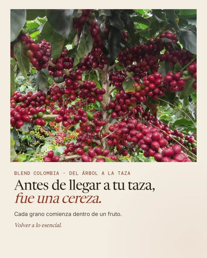 Cerezas de café maduras en el árbol antes de llegar a la taza